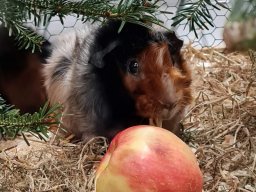 Lingener Kleintiertage November 2024